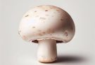 Before You Click “Buy”: Essential Tips for Purchasing Mushrooms Online