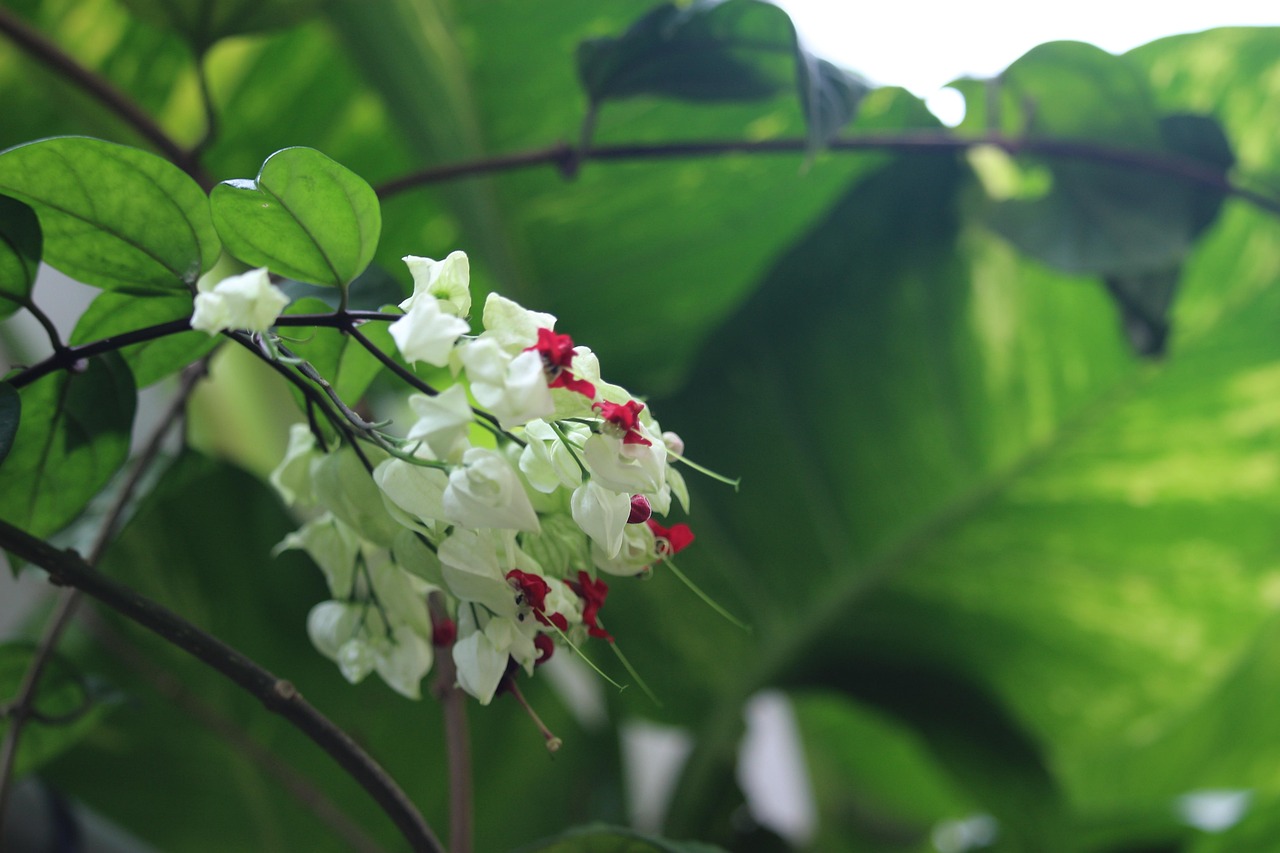 White, flower background, beautiful flowers — Spider Shirt 555 Brand Reference Hub Overview Official Site