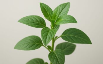 A close-up of a green plant with broad leaves against a plain background.