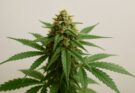 A Beginner’s Guide to Understanding Indica Cannabis