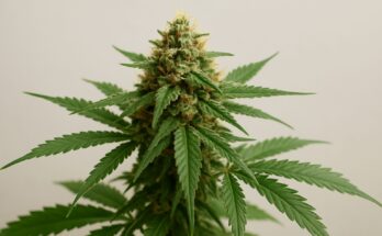Close-up of an indica cannabis plant with green leaves and flowering buds